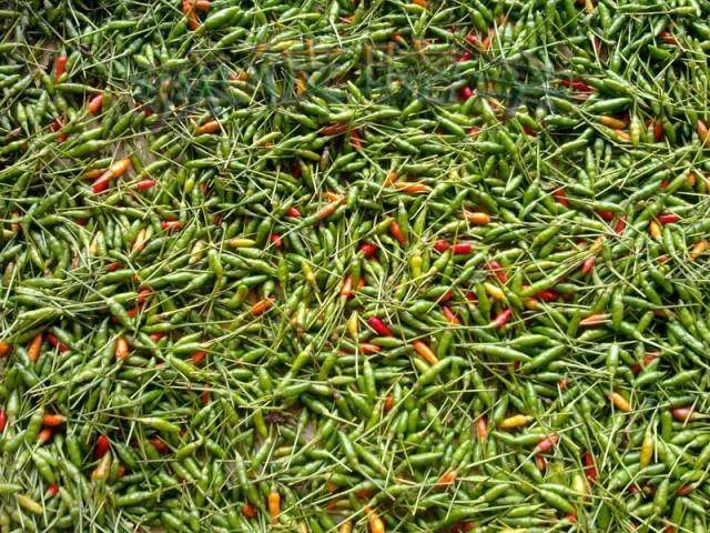 辣椒云南西双版纳野菜新鲜小雀辣鸟指天椒辣度特辣辣椒