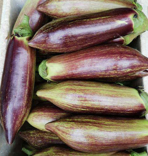 茄子云南冰川糯茄烧烤专用酒店全年供货15斤茄子