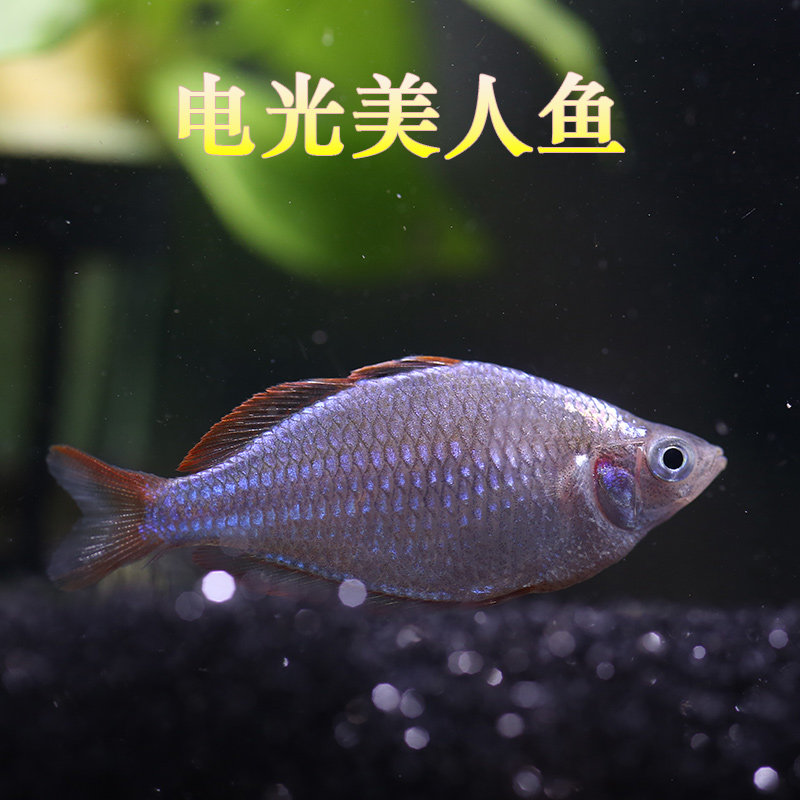 红苹果美人刚果美人格子美格子果球观赏美人鱼热带鱼