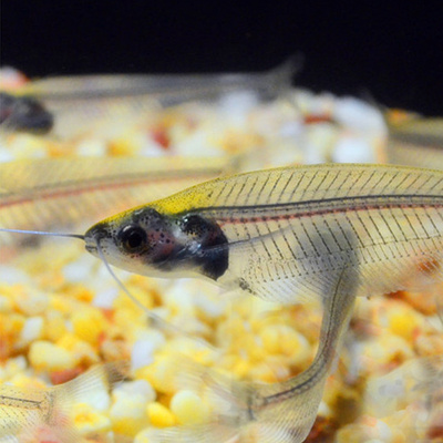 玻璃猫鱼5条装 透明招财鱼热带观赏鱼活体水族世界能看见鱼刺的鱼