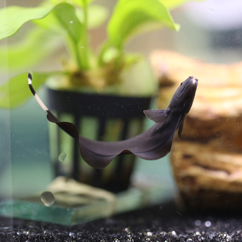 线翎电鳗魔鬼刀鱼活体鳗鱼汐灵水族馆淡水热带鱼