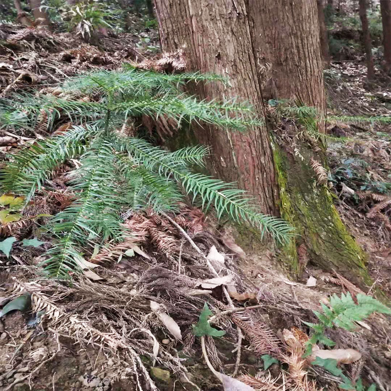 草药杉木根沙木根刺杉根500g新鲜杉树树根可订其他药食同源食品