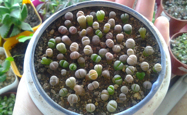 御龙阁石生花多肉屁股花生石花pp办公室花卉绿植多肉植物