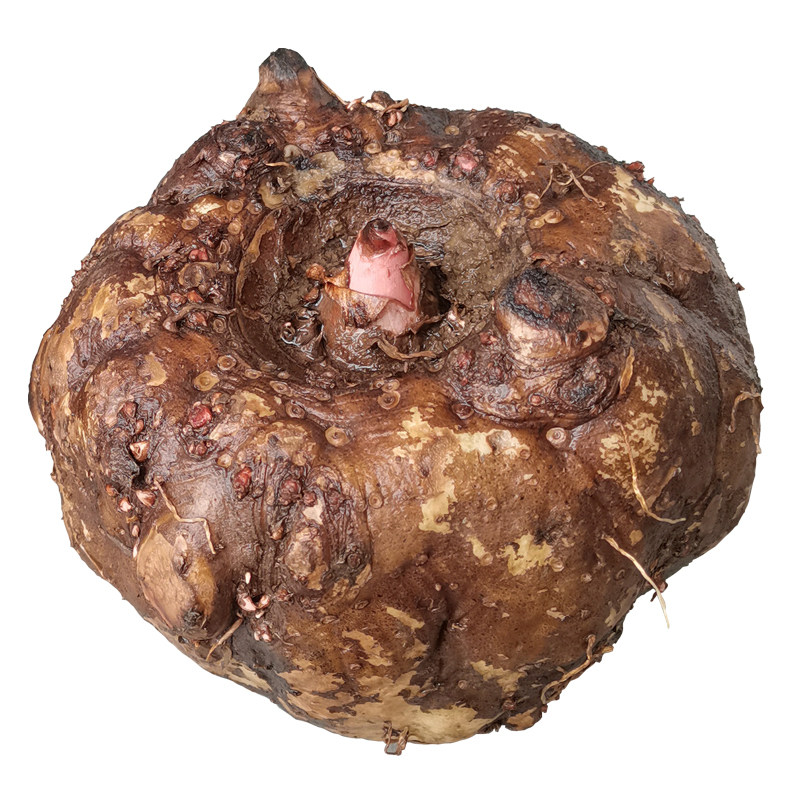 魔芋当季新鲜现挖现发贵州农家自种大个生魔芋头