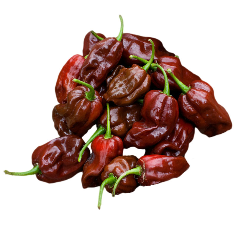 巧克力哈瓦那辣椒种子美国进口传家宝特辣家庭园艺种子