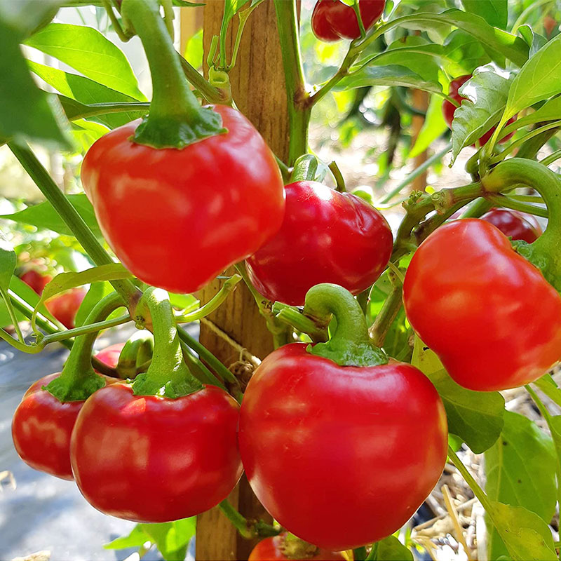 特辣樱桃炸弹辣椒种子英国进口传家宝食用蔬菜家庭园艺种子