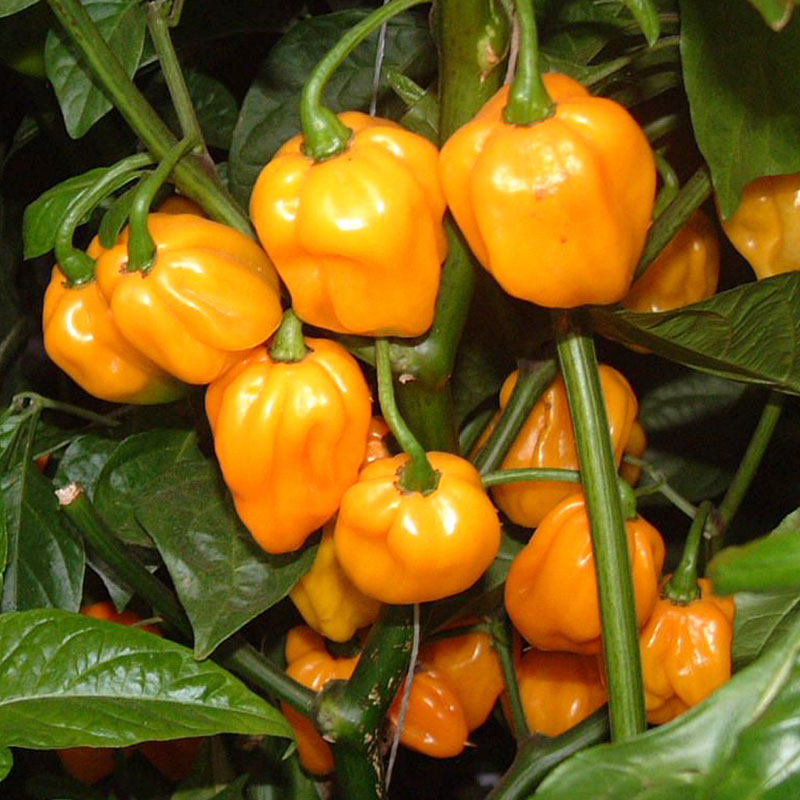 苏格兰威士忌橙椒种子美国进口传家宝新鲜高产特辣家庭园艺种子