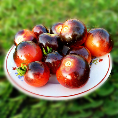 蓝莓樱桃番茄种子进口传家宝靛蓝皮薄高产老品种蔬菜家庭阳台盆栽