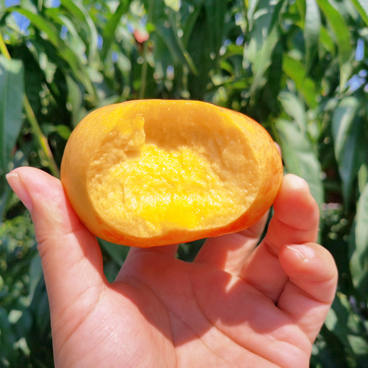 山栗爸爸 当季水果新鲜黄油蟠桃3斤包邮甜桃脆黄桃黄心水蜜桃子