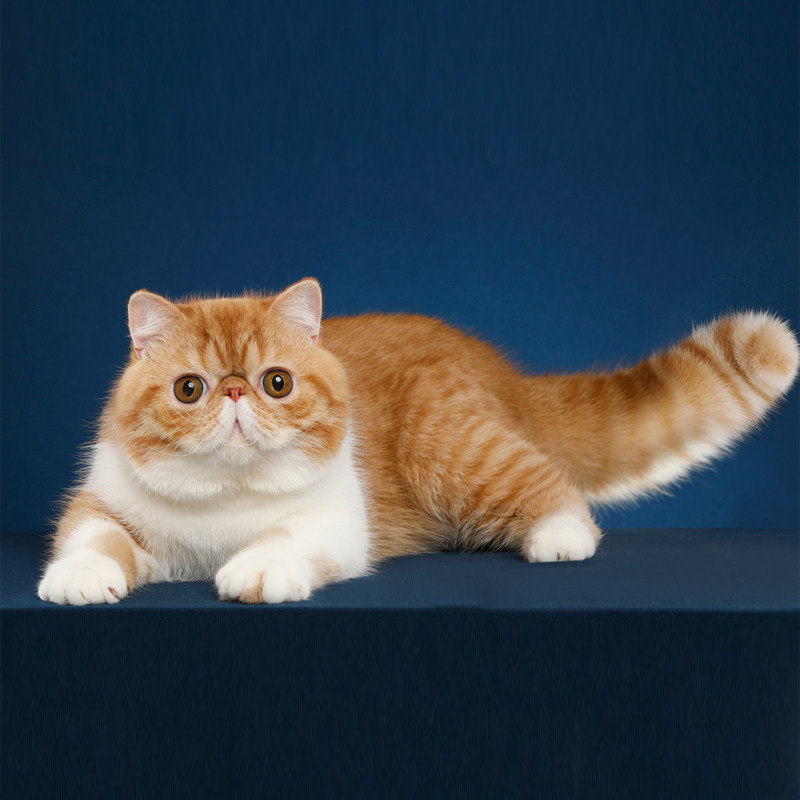 无偿免费领养出售蓝猫幼猫折蓝白加菲猫幼崽猫咪猫咪