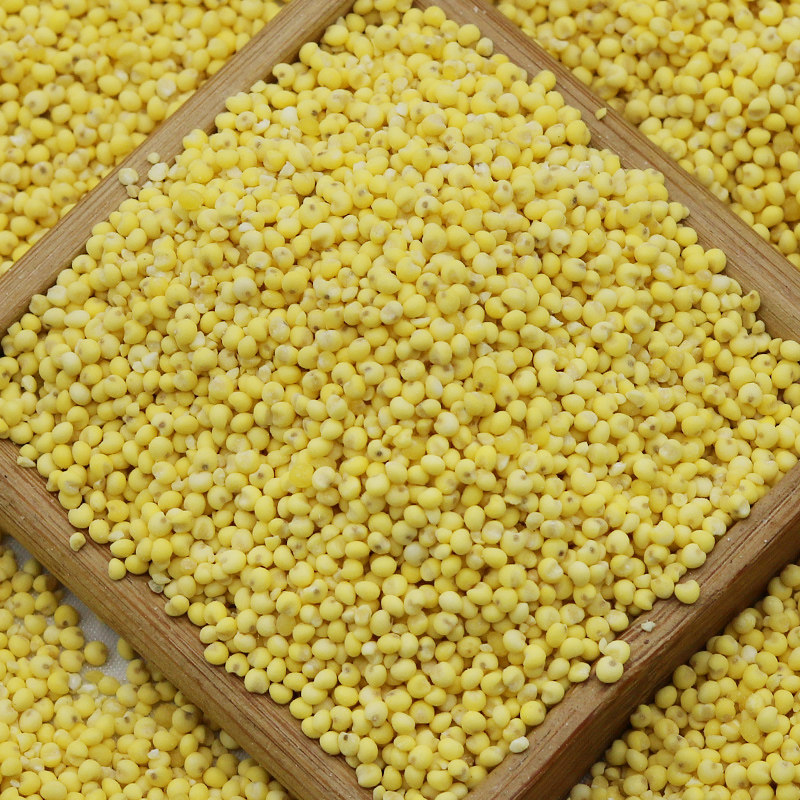 励仁大黄米黏黄米粘小米粘黄米米饭米软黄米250g小米