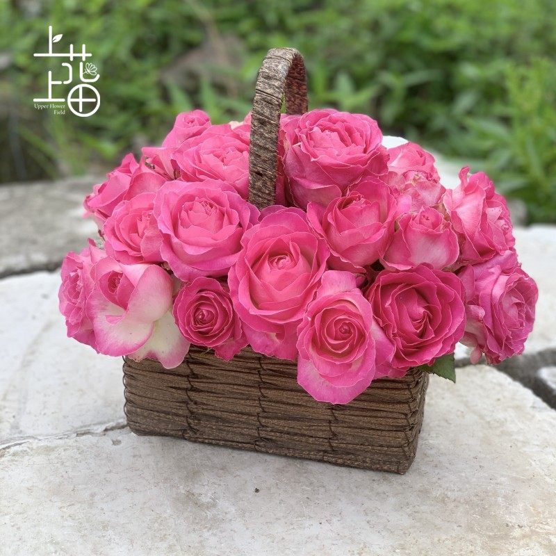 上上花田糖果雪山山中月季切花玫瑰阳台庭院时令草本花卉