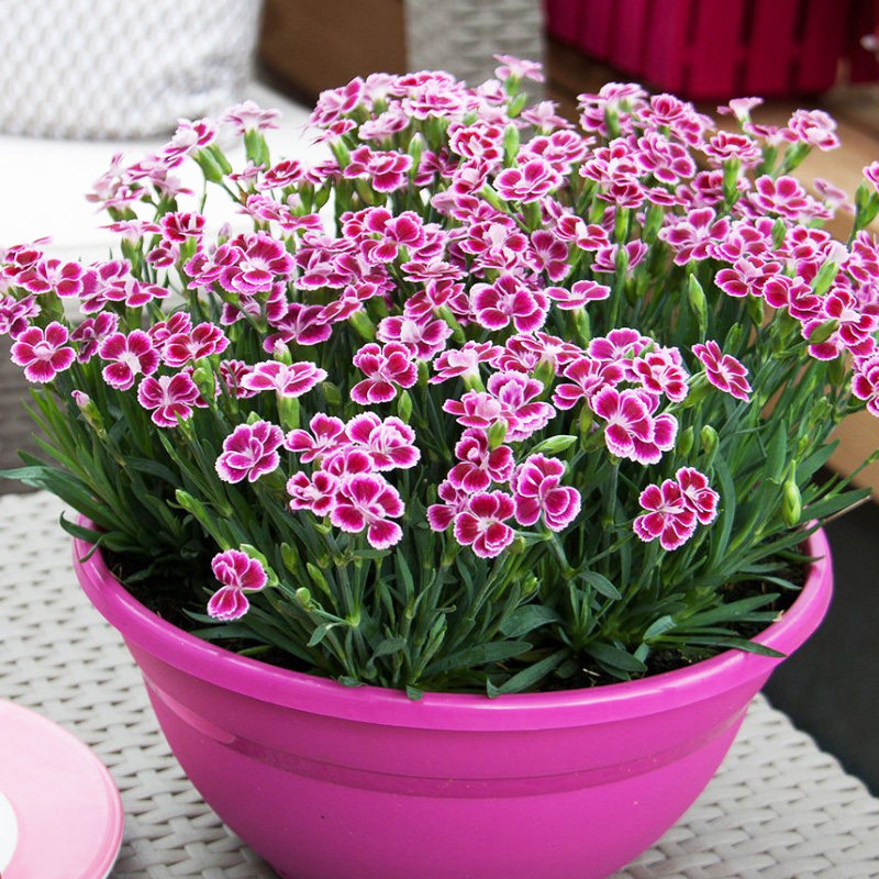 上上花田石竹初吻花卉盆栽花苗阳台庭院地被时令草本花卉