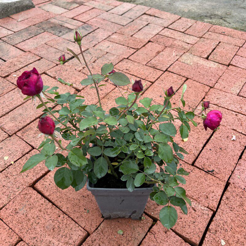 上上花田暮光之城月季月季花花苗大花浓香阳台庭院时令草本花卉