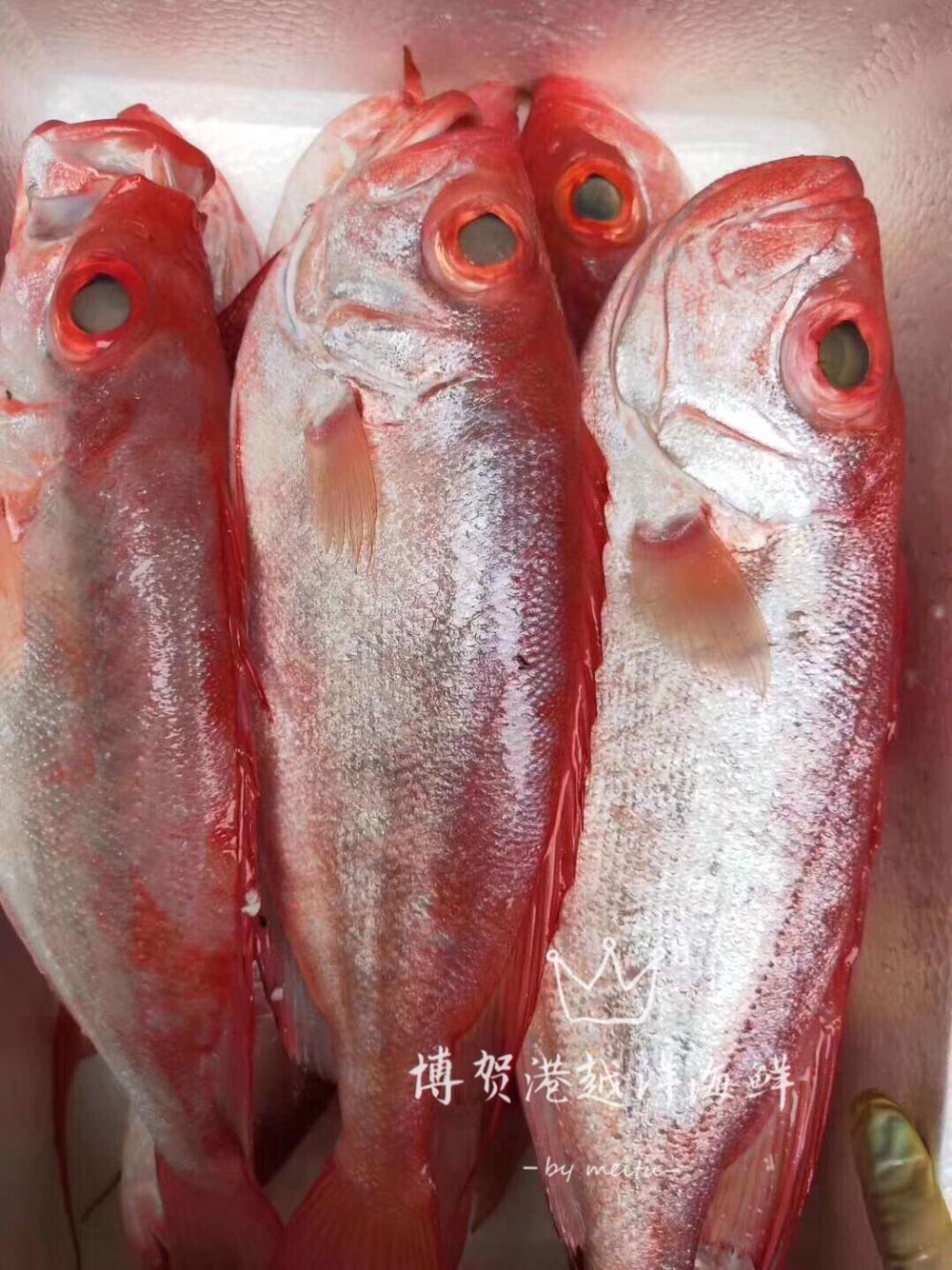 海鱼博贺野生鲜活大眼睛鱼红目鱼大眼红鱼鲷鱼水产品
