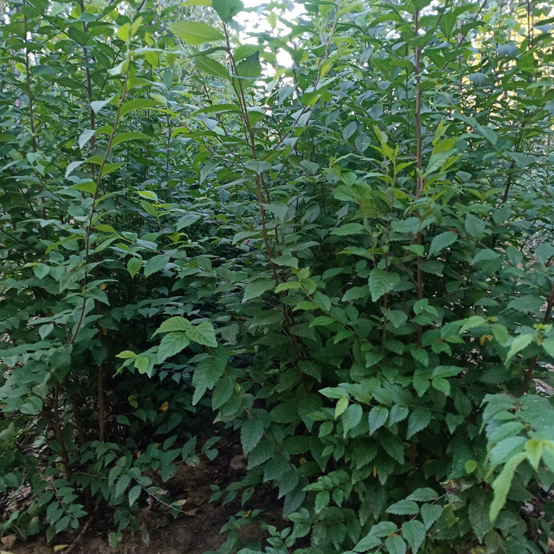 榆树树苗白榆家榆榔榆钱树小苗别墅庭院种植行道树