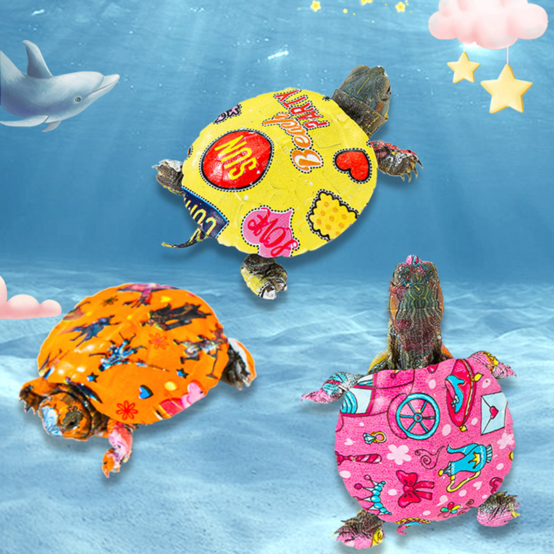 小乌龟炫彩七彩龟