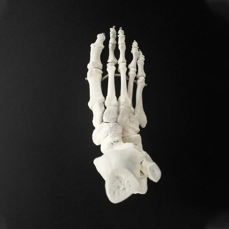 theratools足踝模型教具骨关节活动功能展示足骨下肢教学仪器