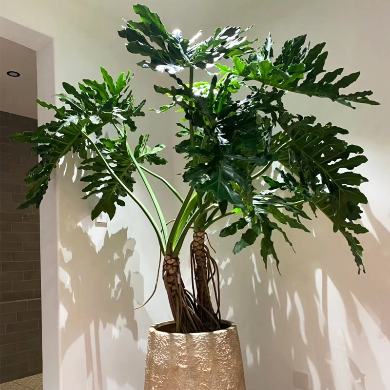 龙鳞春羽客厅风水落地绿植老桩提根大型盆栽大型绿植