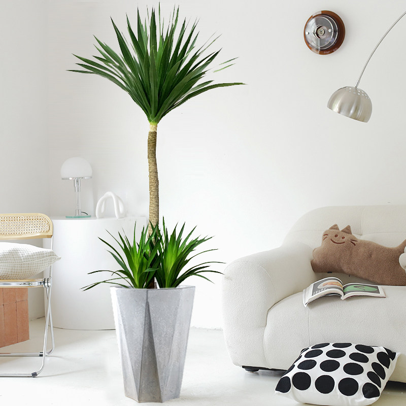 龙须树盆栽客厅风水绿植大型室内龙血办公室甲醛大型绿植