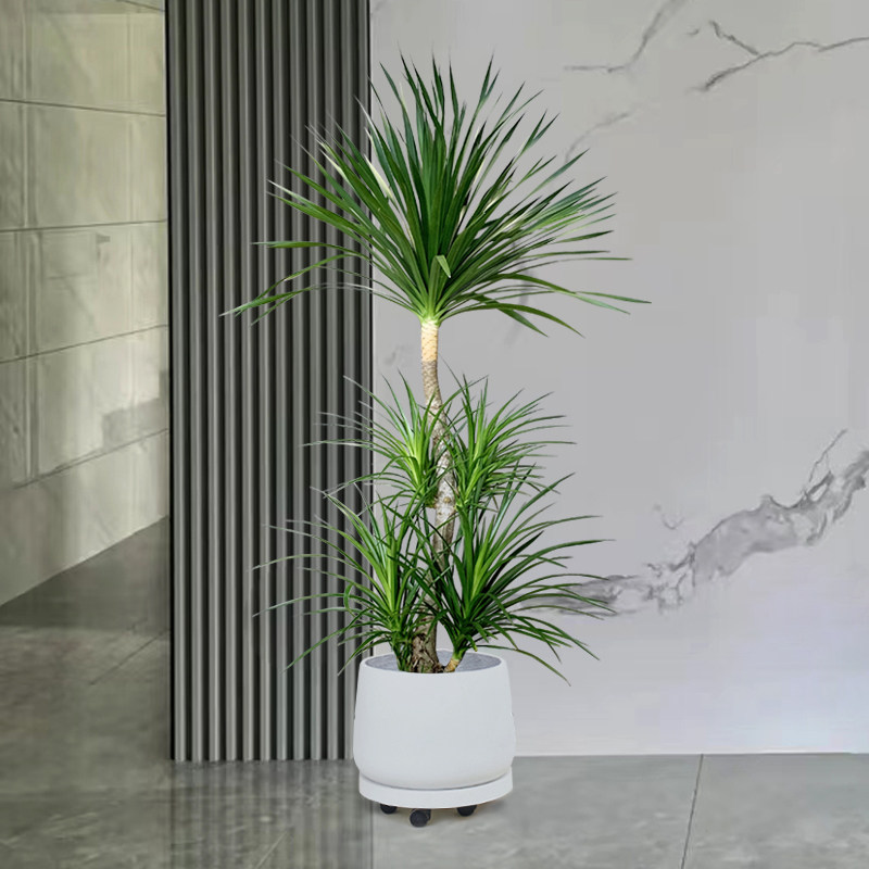 绿植黑珍珠龙血名贵室内办公室基地直播专用一物大型绿植