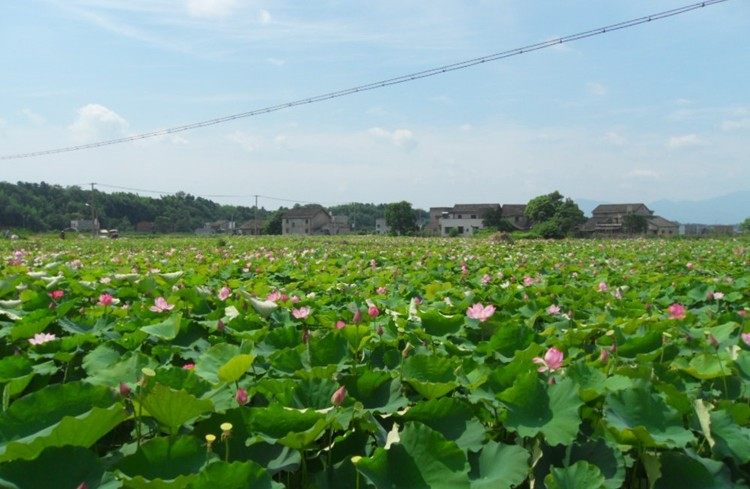 莲子湖南新货干货湘莲500g粒粒清香芯带芯磨莲子
