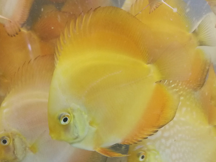 活体黄金七彩神仙鱼热带淡水鱼中小型观赏鱼包邮包邮包鱼