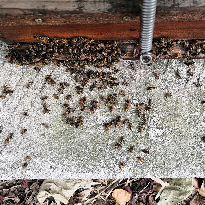 自家蜂场中药材新鲜意蜂尸体干蜜蜂尸死蜜蜂50个自然死亡鱼饵包邮