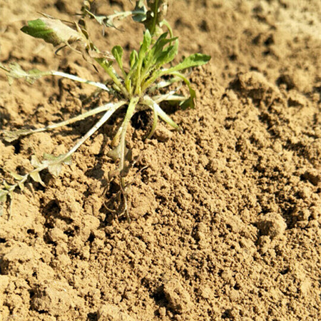 菜园土田园土黄土泥土种菜土园土土壤营养土花土种植土大包包邮