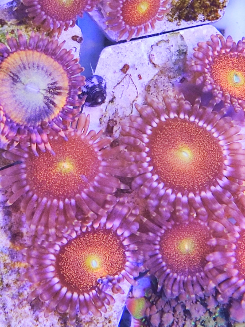 纽扣珊瑚品种多头35元lps软体海海水活体幻彩其它水族宠物