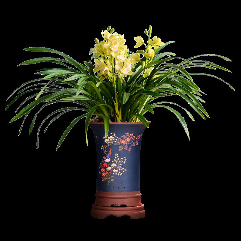 苗建兰名四季香兰花苞浓香好养室内花卉绿植时令草本花卉