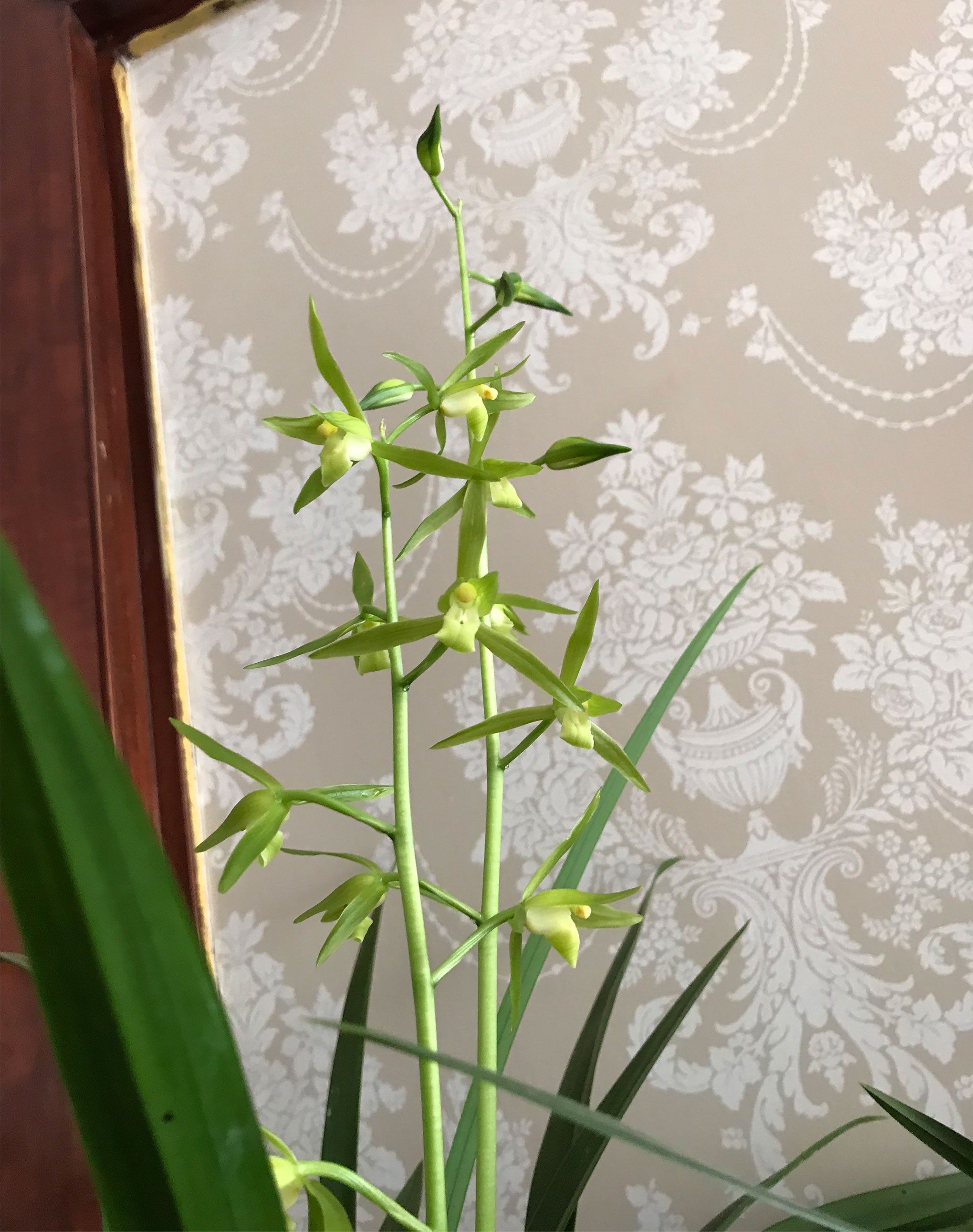 墨兰白墨兰花卉盆栽企剑宽叶兰素兰花白墨仙殿绿植