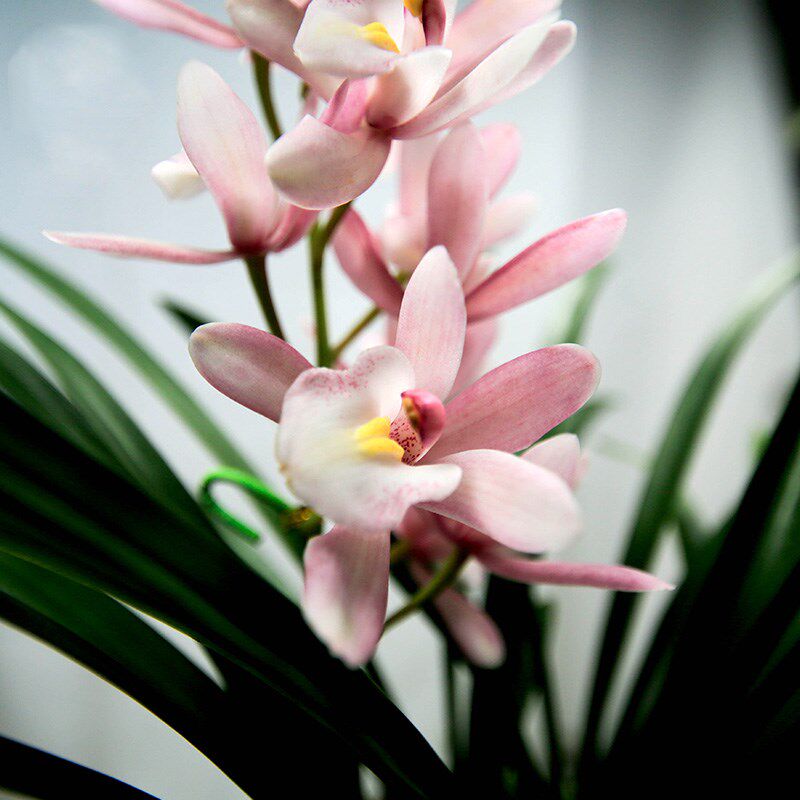 苗建兰名四季香兰花苞浓香好养室内花卉绿植时令草本花卉