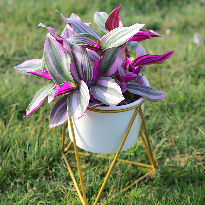 油画婚礼吊兰兰锦盆栽办公室绿植肉垂吊多植物绿植