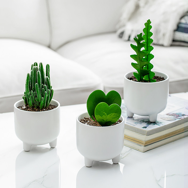 一片桌面绿植鱼骨令箭小盆盆栽防辐射办公桌好养绿植