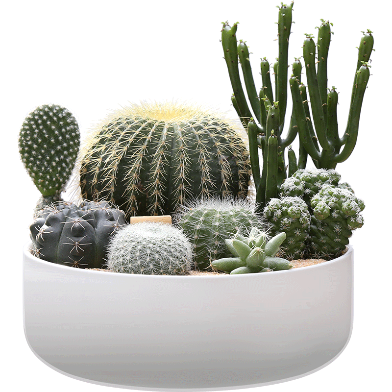 仙人掌多肉植物组合盆栽含盆新手套餐清新空气植物肉肉植物微景观