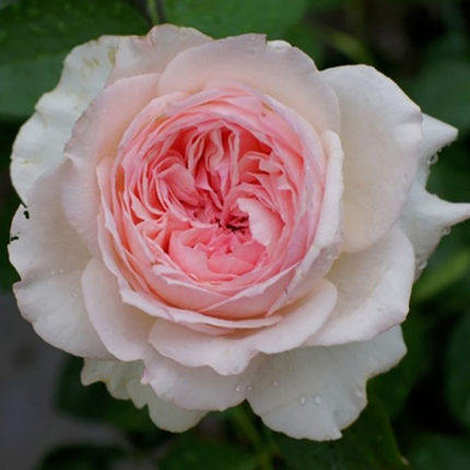 伊芙口红诱惑月季花达苗粉色大花型浓香勤花品种时令草本花卉