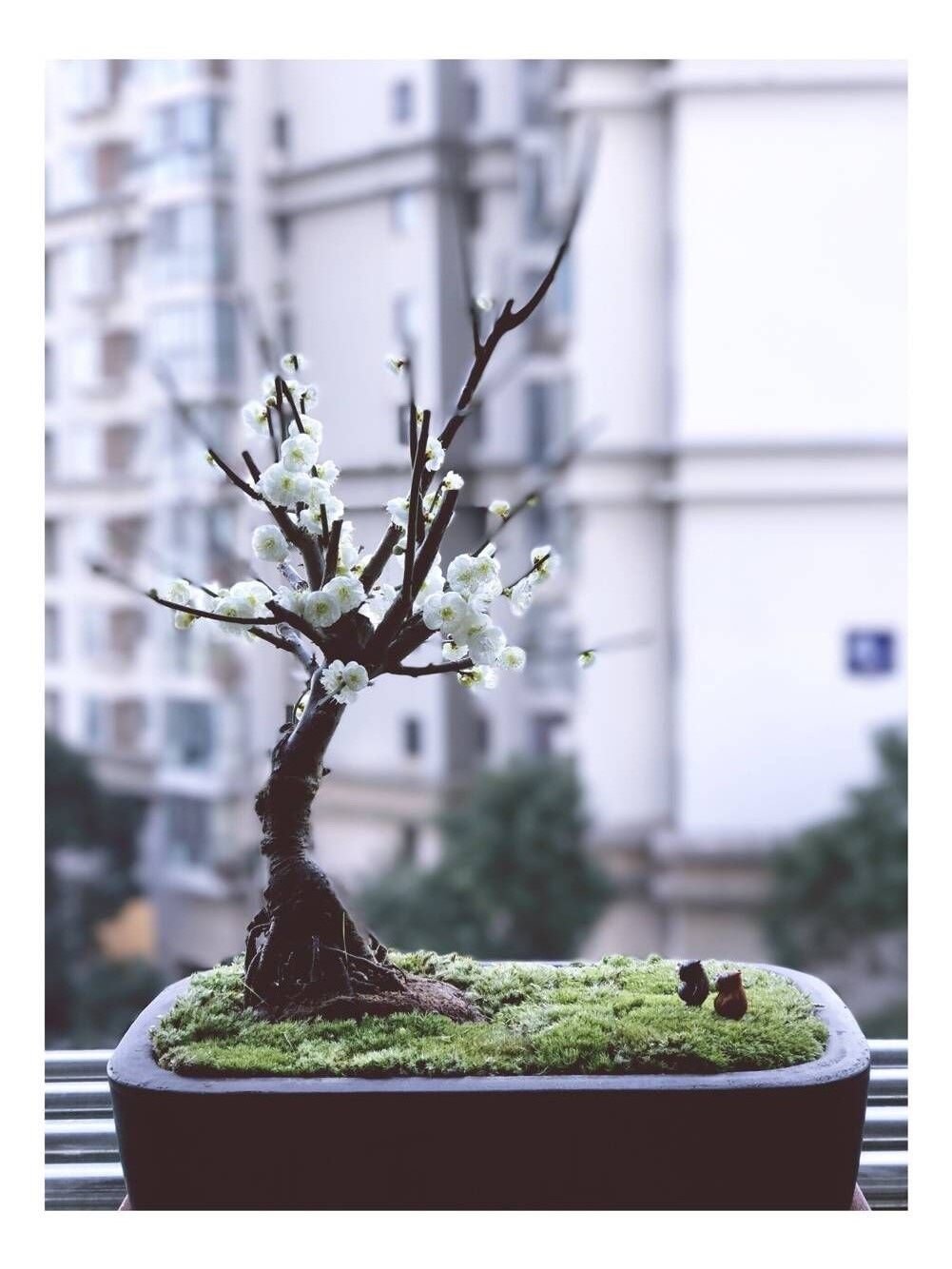 盆景梅花实拍朱砂梅绿乌梅造型树桩盆栽白梅花花卉