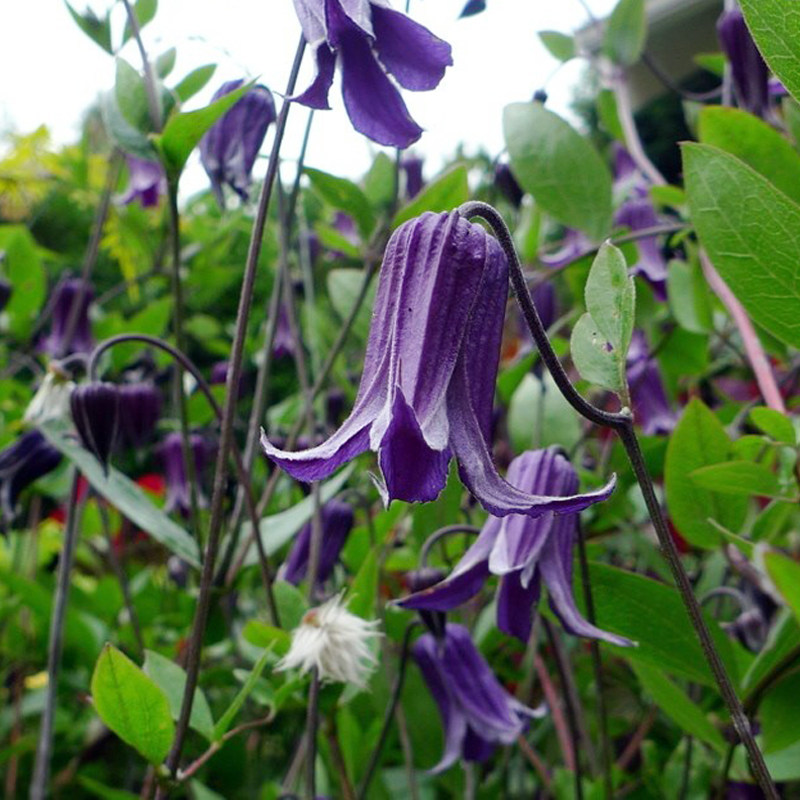 阳台盆栽绿植花卉如古铁线莲花苗紫铃铛庭院藤本时令草本花卉