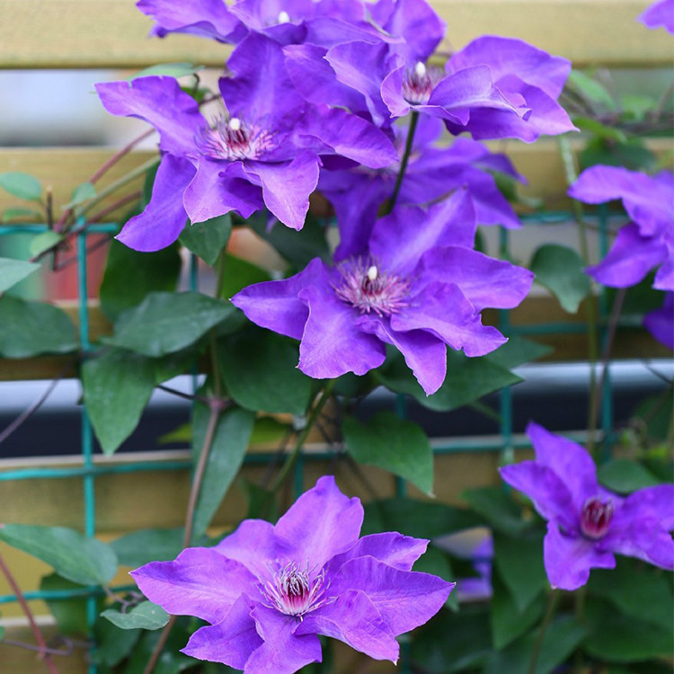 总统铁线莲爬藤藤本皇后大花花卉盆栽花卉