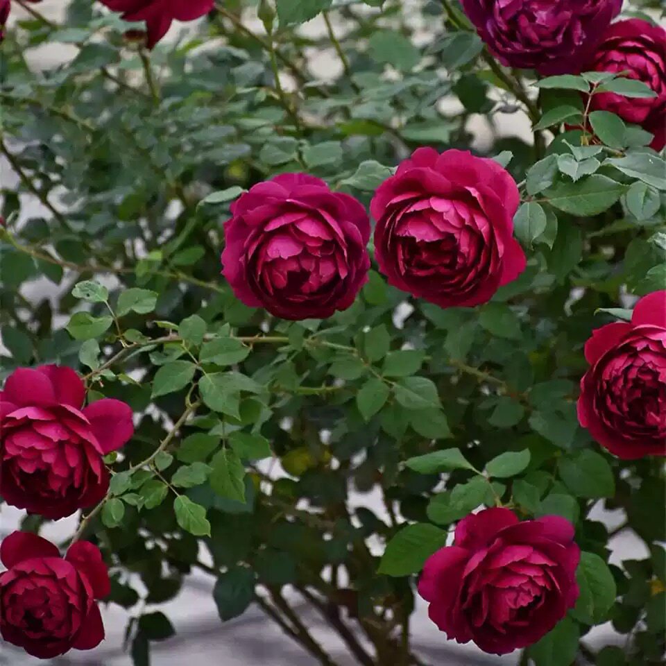 日本秋日胭脂欧洲月季月季花花苗大花浓香花卉时令草本花卉