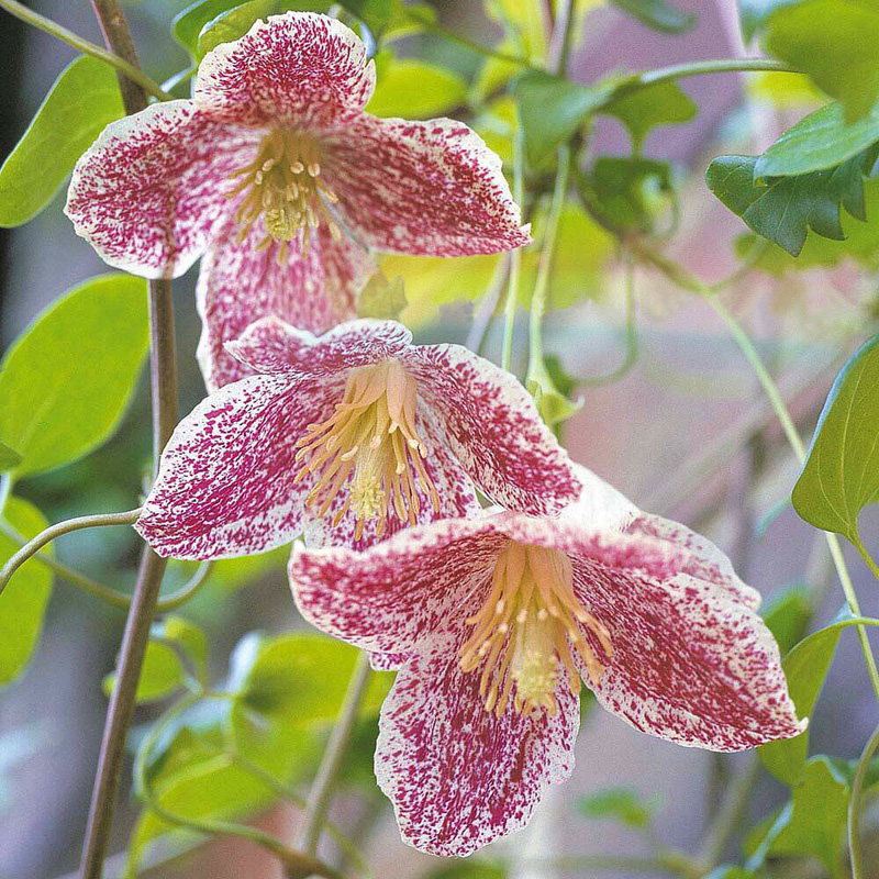 阳台盆栽绿植花卉雀斑复色铁线莲花苗庭院藤本时令草本花卉