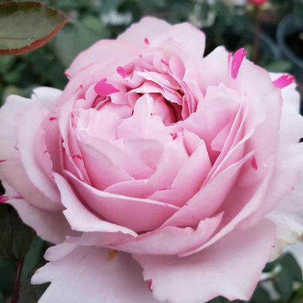 伊芙六号月季花大苗嫡系系列浓香香型特大花花时令草本花卉