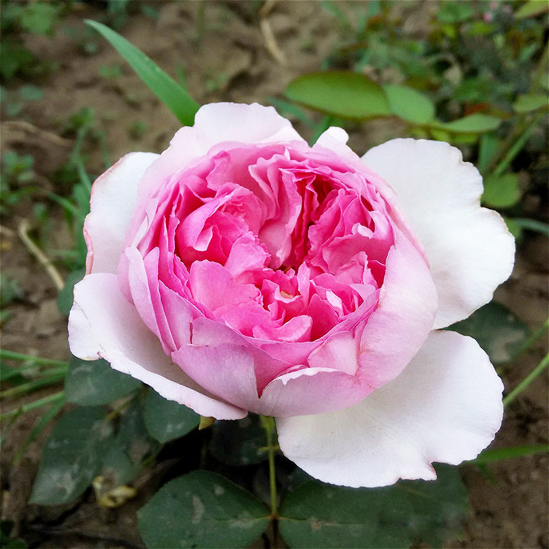 伊芙繁华都市新品浓香香粉红大灌木切花阳台花卉