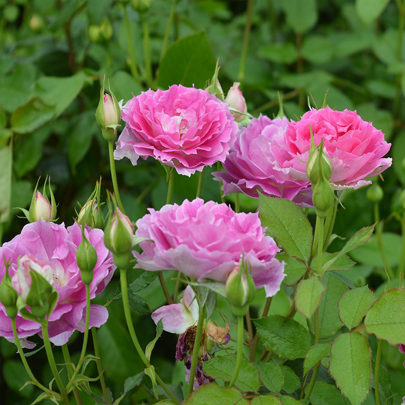 天方夜谭月季日月中大花苗切勤花庭庭院阳台盆栽花卉