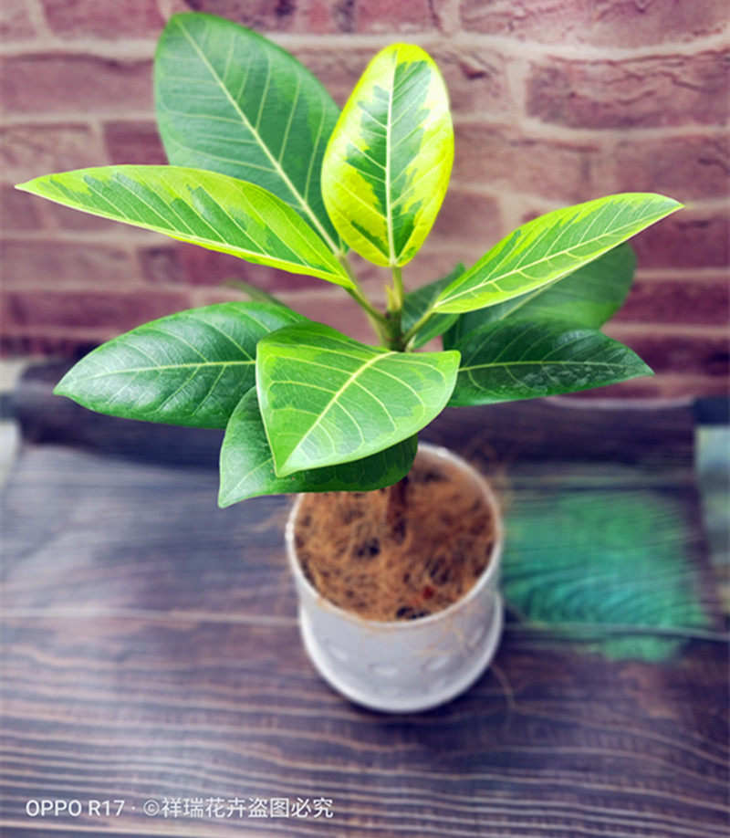 富贵榕黄金榕盆栽室内盆景造景花卉绿植北欧绿植