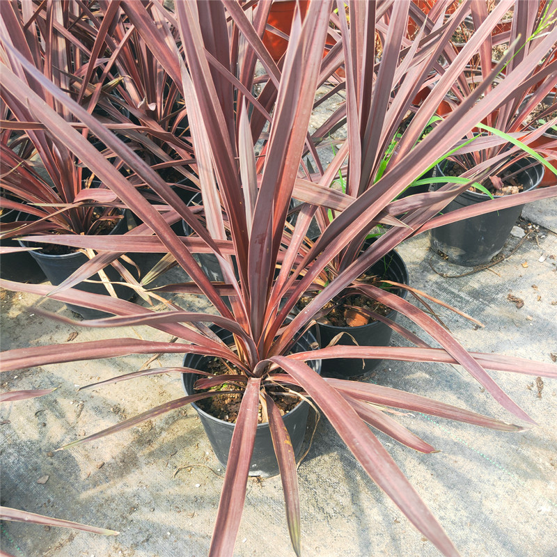 进口澳洲朱蕉盆栽红巨人大室内观赏庭院造景绿植