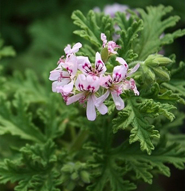 驱蚊防辐射净化空气秋季阳台新款庭院书房除虫菊香草时令草本花卉