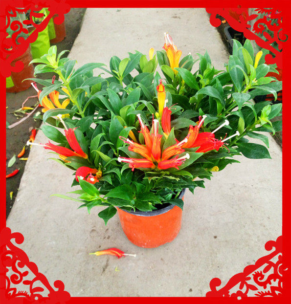 凤凰花苗花苞植物阳台庭院长绿四季盆栽鱼花时令草本花卉