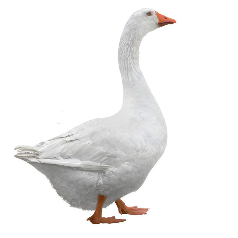 农村生肉鹅正宗农家散养鹅 老土鹅活鹅新鲜现杀草鹅笨鹅白鹅灰鹅